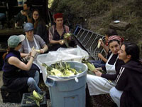 shucking corn